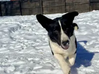Dracula, a male Cardigan Welsh Corgi for sale in Wapakoneta, OH – Photo 2 of 8