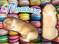 Macaroon, a male Cardigan Welsh Corgi for sale in Wapakoneta, OH – Photo 1 of 3