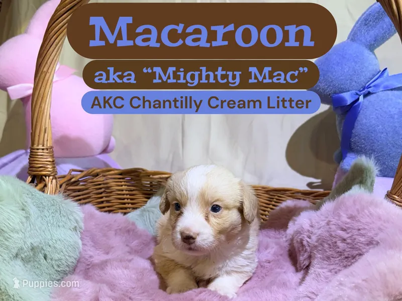 Macaroon – Cardigan Welsh Corgi puppy for sale in Wapakoneta, OH