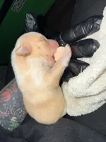 Macaroon, a male Cardigan Welsh Corgi for sale in Wapakoneta, OH – Photo 3 of 3