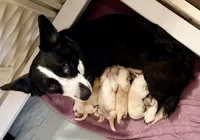 Macaroon, a male Cardigan Welsh Corgi for sale in Wapakoneta, OH – Photo 2 of 3