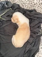 Crème Brûlée , a female Cardigan Welsh Corgi for sale in Wapakoneta, OH – Photo 3 of 3