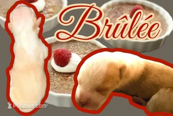 Crème Brûlée  – Cardigan Welsh Corgi puppy for sale in Wapakoneta, OH