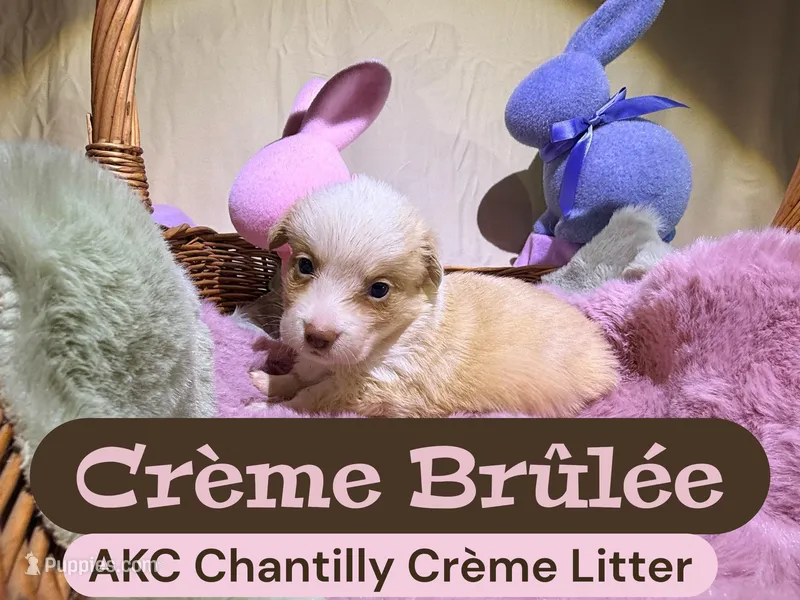 Crème Brûlée  – Cardigan Welsh Corgi puppy for sale in Wapakoneta, OH