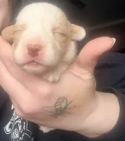 Crème Brûlée , a female Cardigan Welsh Corgi for sale in Wapakoneta, OH – Photo 2 of 3