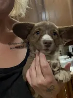 Tailli, a female Cardigan Welsh Corgi for sale in Wapakoneta, OH – Photo 2 of 4