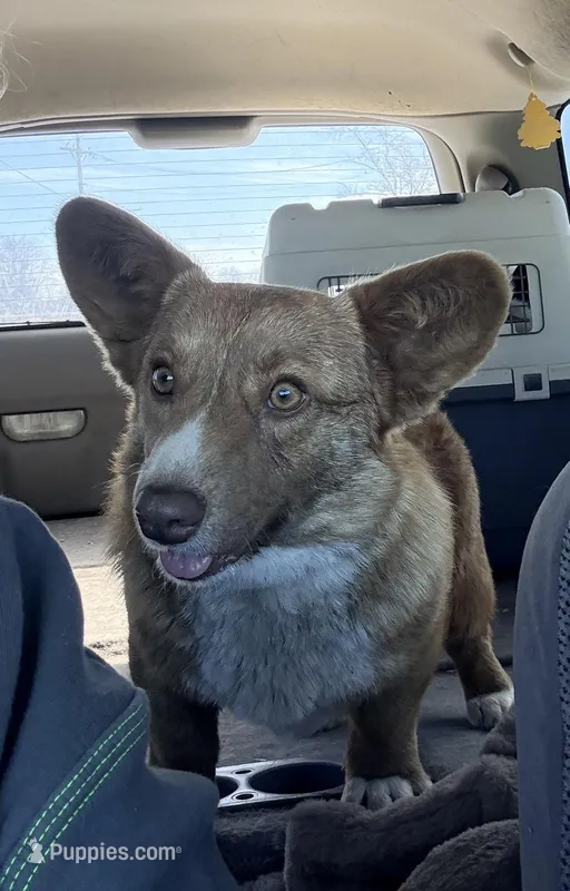 Tailli – Cardigan Welsh Corgi puppy for sale in Wapakoneta, OH