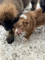 Tailli, a female Cardigan Welsh Corgi for sale in Wapakoneta, OH – Photo 3 of 4