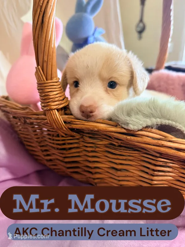Mousse – Cardigan Welsh Corgi puppy for sale in Wapakoneta, OH