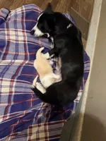 Mousse, a male Cardigan Welsh Corgi for sale in Wapakoneta, OH – Photo 3 of 3