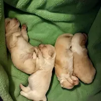 Mousse, a male Cardigan Welsh Corgi for sale in Wapakoneta, OH – Photo 2 of 3