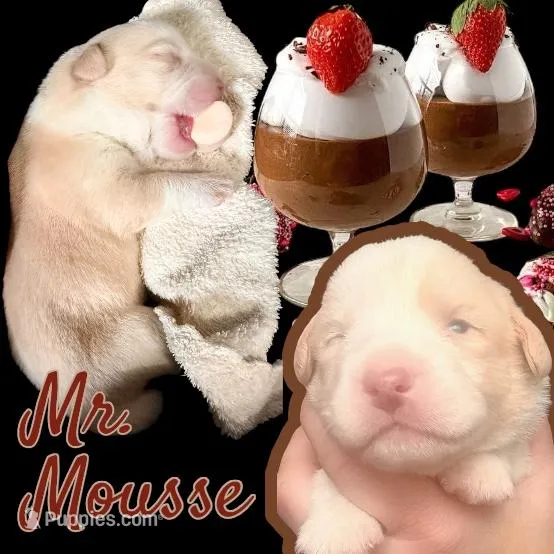 Mousse – Cardigan Welsh Corgi puppy for sale in Wapakoneta, OH