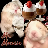 Mousse, a male Cardigan Welsh Corgi for sale in Wapakoneta, OH – Photo 1 of 3