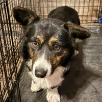June Bug, a female Cardigan Welsh Corgi for sale in Wapakoneta, OH – Photo 7 of 8