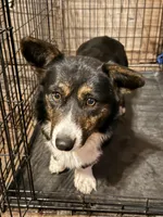 June Bug, a female Cardigan Welsh Corgi for sale in Wapakoneta, OH – Photo 7 of 8