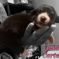 June Bug, a female Cardigan Welsh Corgi for sale in Wapakoneta, OH – Photo 2 of 8