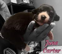 June Bug, a female Cardigan Welsh Corgi for sale in Wapakoneta, OH – Photo 2 of 8