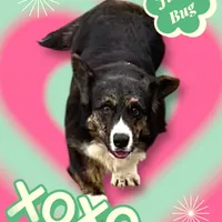 June Bug, a female Cardigan Welsh Corgi for sale in Wapakoneta, OH – Photo 4 of 8