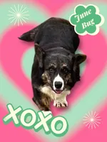 June Bug, a female Cardigan Welsh Corgi for sale in Wapakoneta, OH – Photo 4 of 8