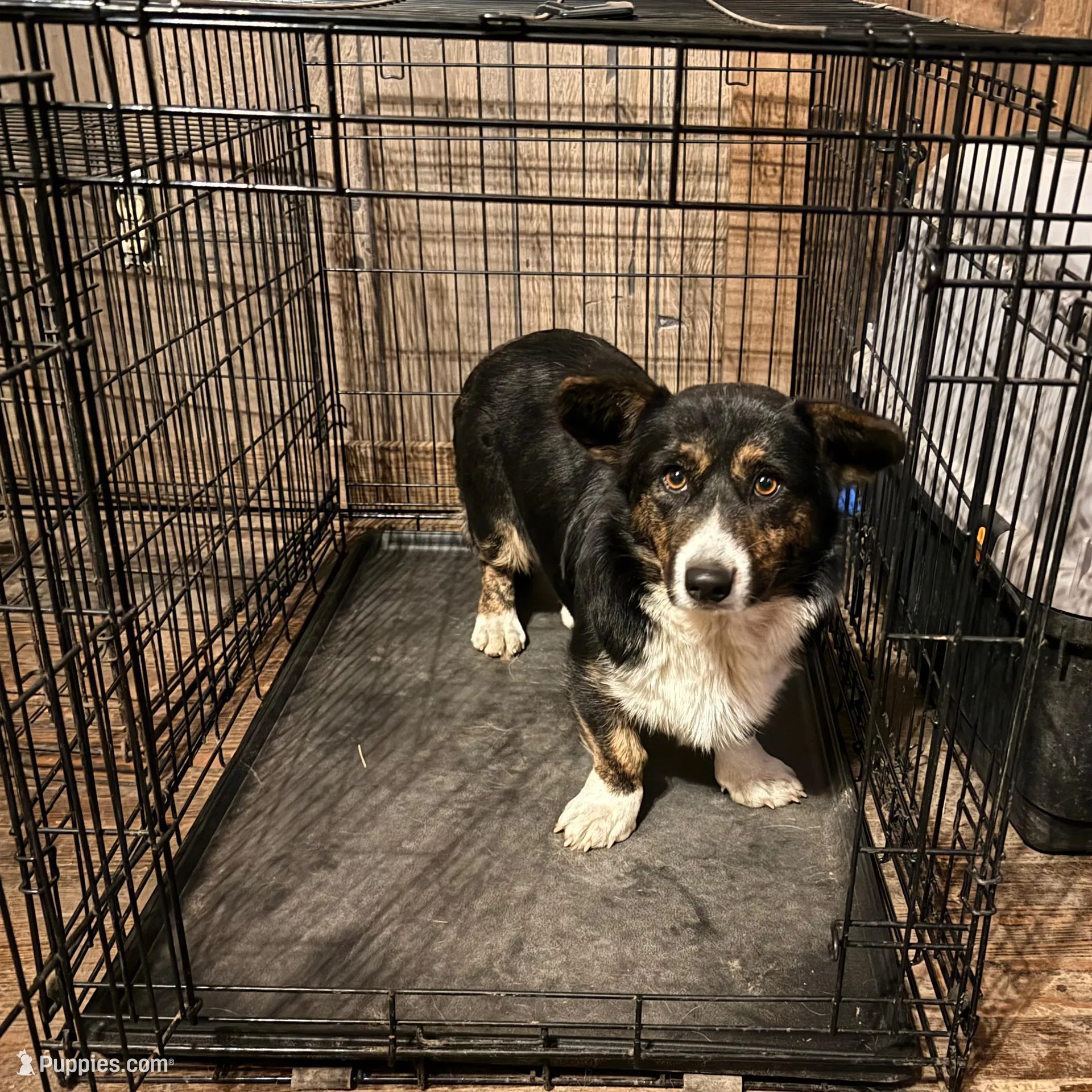 June Bug, a female Cardigan Welsh Corgi for sale in Wapakoneta, OH – Photo 8 of 8