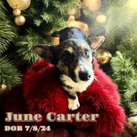 June Bug, a female Cardigan Welsh Corgi for sale in Wapakoneta, OH – Photo 3 of 8