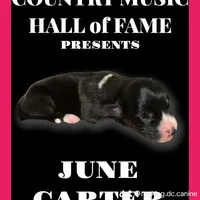 June Bug, a female Cardigan Welsh Corgi for sale in Wapakoneta, OH – Photo 5 of 8