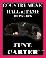 June Bug, a female Cardigan Welsh Corgi for sale in Wapakoneta, OH – Photo 5 of 8