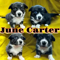 June Bug, a female Cardigan Welsh Corgi for sale in Wapakoneta, OH – Photo 6 of 8