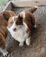 Tank, a male Cardigan Welsh Corgi for sale in Wapakoneta, OH – Photo 2 of 4