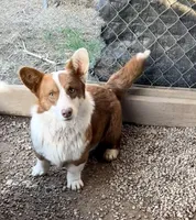 Tank, a male Cardigan Welsh Corgi for sale in Wapakoneta, OH – Photo 1 of 4