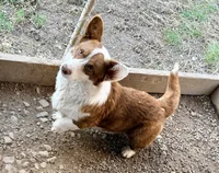 Tank, a male Cardigan Welsh Corgi for sale in Wapakoneta, OH – Photo 3 of 4