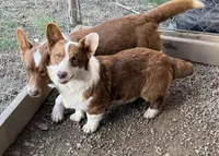 Tank, a male Cardigan Welsh Corgi for sale in Wapakoneta, OH – Photo 4 of 4