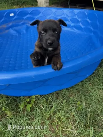 FOUR – Belgian Malinois puppy for sale in Hickory, NC