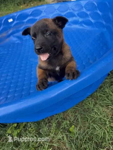 SEVEN – Belgian Malinois puppy for sale in Hickory, NC