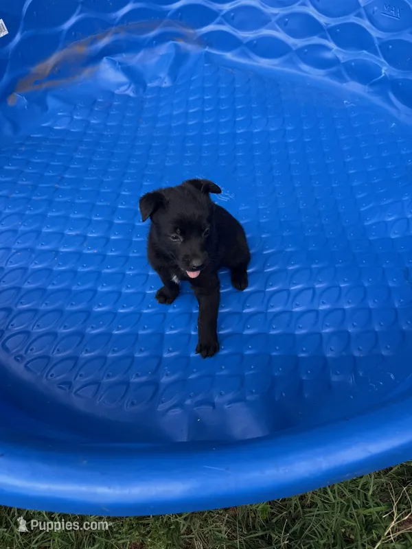 THREE – Belgian Malinois puppy for sale in Hickory, NC