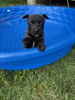 FIVE, a female Belgian Malinois for sale in Hickory, NC – 1 of 1