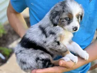 Plum, a female Australian Shepherd for sale in Lancaster, KY – 2 of 2