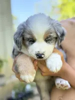 Pickle, a male Australian Shepherd for sale in Lancaster, KY – 2 of 4
