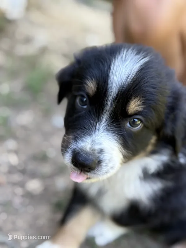 Coffee bean – Australian Shepherd puppy for sale in Lancaster, KY