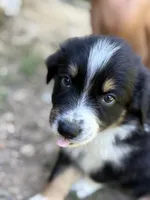 Coffee bean, a male Australian Shepherd for sale in Lancaster, KY – 1 of 4