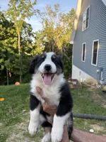 Pepper, a male Australian Shepherd for sale in Lancaster, KY – 2 of 9