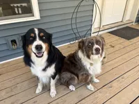 Coffee bean, a male Australian Shepherd for sale in Lancaster, KY – 4 of 4