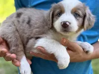 Sweet Potato, a female Australian Shepherd for sale in Lancaster, KY – 3 of 3
