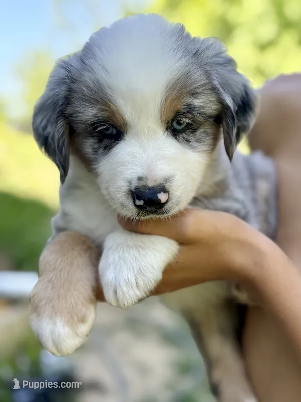 Pickle – Australian Shepherd puppy for sale in Lancaster, KY