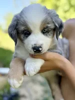 Pickle, a male Australian Shepherd for sale in Lancaster, KY – 1 of 4