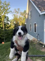 Pepper, a male Australian Shepherd for sale in Lancaster, KY – 4 of 9