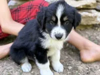 Potato , a male Australian Shepherd for sale in Lancaster, KY – 2 of 3