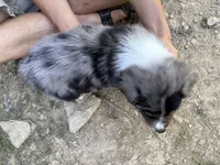 Blueberry , a male Australian Shepherd for sale in Lancaster, KY – 2 of 2