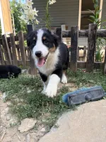 Pepper, a male Australian Shepherd for sale in Lancaster, KY – 7 of 9