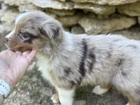 Radish , a female Australian Shepherd for sale in Lancaster, KY – 3 of 3